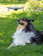 A collie or scottish shepherd dog lying on green grass in a sunny garden. Its gaze is directed...