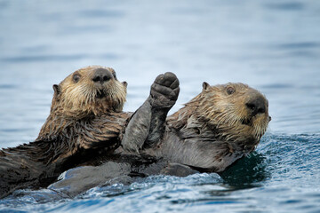 Sea Otter pair taken in Homer Alaska in the wild