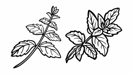 Black Line Art of Two Mint Sprigs on White Background, Botanical Illustration