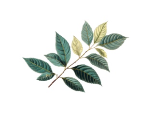 Vintage botanical illustration of a branch with serrated teal and pale yellow leaves featuring golden veins.