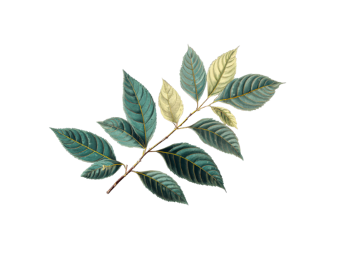 Vintage botanical illustration of a branch with serrated teal and pale yellow leaves featuring golden veins.