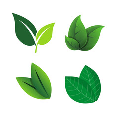 Four green leaves isolated on transparent background