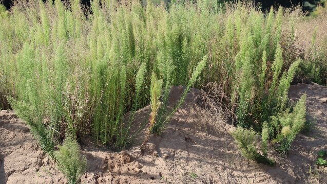 canadian Fleabane in the Sand