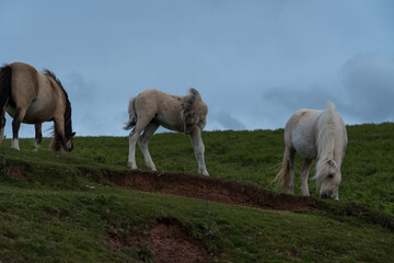 Two wild horses, together with a foal, are grazing in the evening under cloudy skies. One horse is white, the other the colon of cappuccino. Their manes are tangled, and their hooves are worn from run