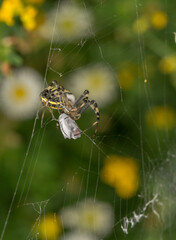 A close-up of a wasp spider in the center of its web. The spider has a striped yellow and black pattern on its abdomen and dark striped legs. The web has a special zigzag structure.
