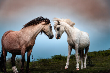 Fototapeta premium Two wild horses, their long manes tangled by the wind and their tails knotted, have hooves worn and cracked from constant running. Yet they are free, living wherever they choose, true creatures of the