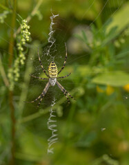A close-up of a wasp spider in the center of its web. The spider has a striped yellow and black pattern on its abdomen and dark striped legs. The web has a special zigzag structure.
