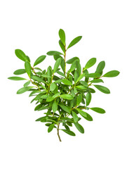 Obraz premium Lush Green Creeper Plant, Vibrant Foliage, Isolated on Black Background, Studio Shot.