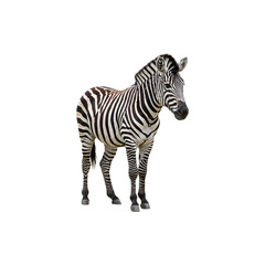 Fototapeta premium Realistic zebra isolated on white background for safari wildlife, nature, and African animal photography themes
