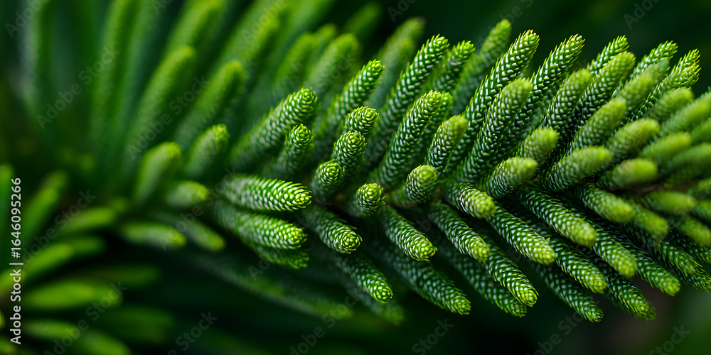 Poster abstract background showcasing araucaria heterophylla, commonly known as norfolk island pine, highli