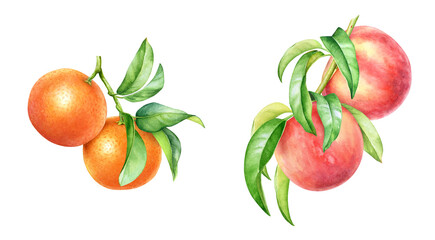 Watercolor hand drawn illustrations of peach and tangerine tree branches with fruits and leaves