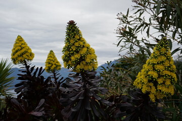 closeup of yellow blooming flowers cactus by the rocky coast and ocean in Corsica, france