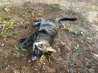 A beautiful tabby cat is lying down on the ground outside