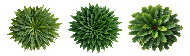 Fototapeta premium Isolated Collection of Green Plant Leaves on Transparent Background