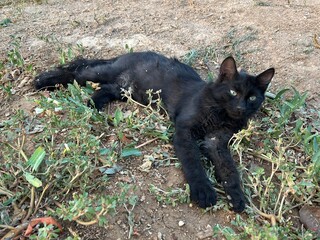 A black cat is lying down on the ground outside in nature.
