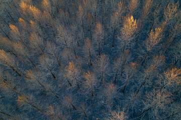 Orange and blue abstract background of a devastated forest from a drone.
