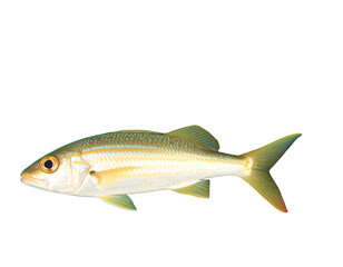 Fototapeta premium fish on white background