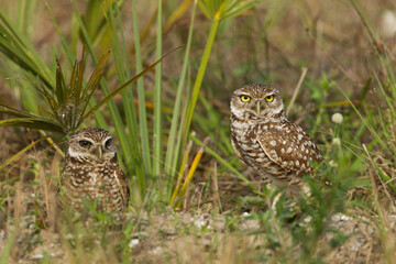 Burrowing Owl pair taken in SW Florida