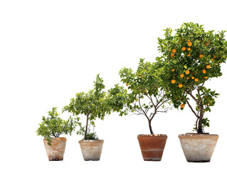 Growth sequence of four potted citrus trees in rustic terracotta pots from young sapling to mature orange tree.