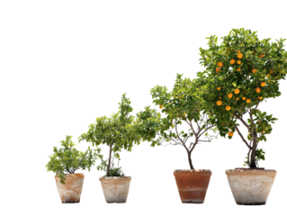 Growth sequence of four potted citrus trees in rustic terracotta pots from young sapling to mature orange tree.