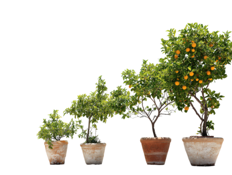 Growth sequence of four potted citrus trees in rustic terracotta pots from young sapling to mature orange tree. - Powered by Adobe