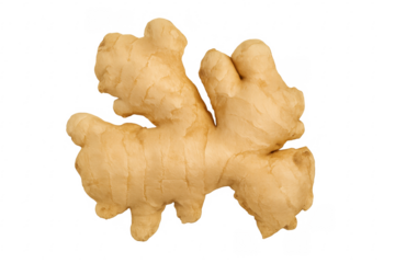 Fresh ginger root isolated on transparent background