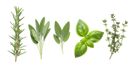 Fresh culinary herbs arranged on a black background