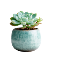 Lush pale green Echeveria succulent with a small pup in a rustic teal ceramic pot.