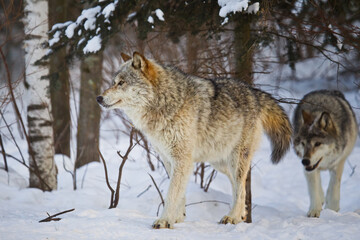 Gray Wolf taken at International Wolf Center under controlled conditions