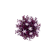 Fototapeta premium Aerial View of Purple-Leaved Flowering Plant; Compact Creeper, Top Down Shot.