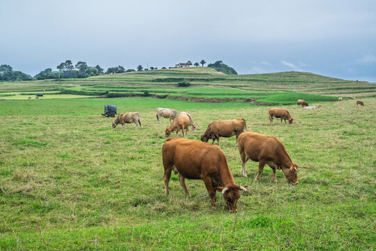 Tudanca cows grazing in Pechon, a picturesque landscape of Cantabria