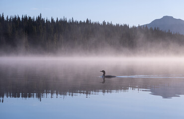 loon in morning mist