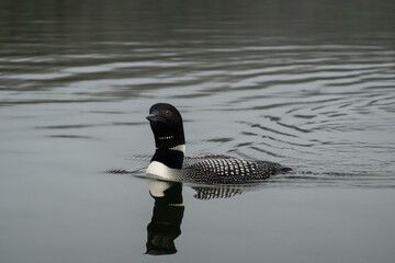 loon on quiet water
