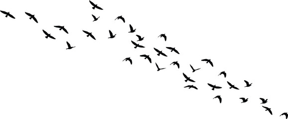 Silhouette of flying birds in formation, flock of birds in the sky, black bird shapes isolated on white background