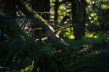 tree in the forest with moss