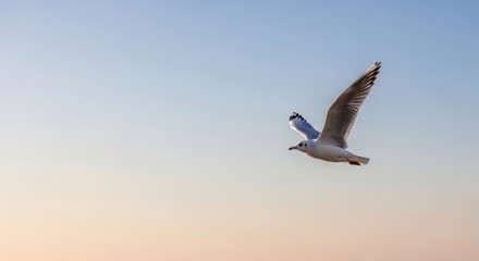 Fototapeta premium Seagull flying in a clear blue and peach sky at sunrise or sunset bird flight