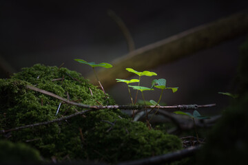 green moss and leaves on a tree
