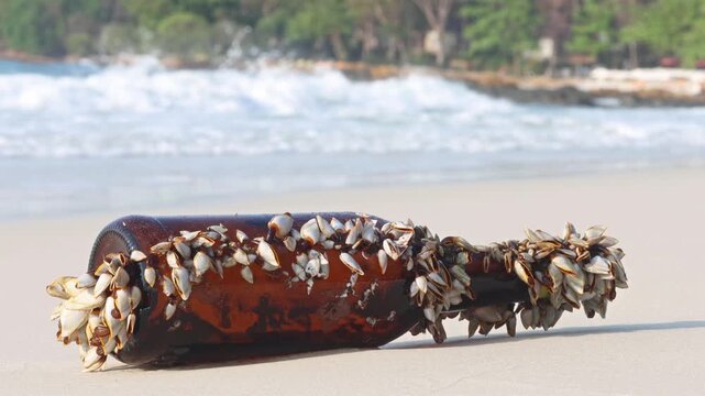 Colony of the pelagic gooseneck barnacle - Lepas anatifera, stuck to a glass bottle washed up from the sea
