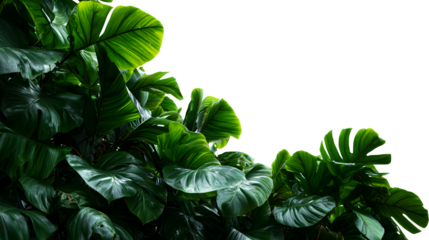 Lush vibrant green monstera leaves cascade creating a tropical jungle feel with dramatic lighting, perfect for nature and wellness themes Isolated to Transparent Background