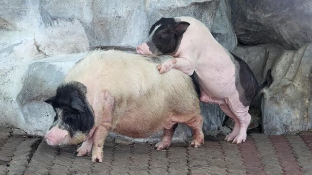 Domestic pigs copulate in the yard by the stone wall