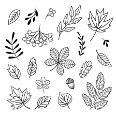 set of outline autumn leaves from different trees