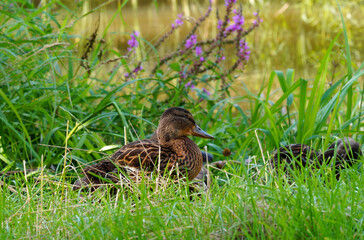 duck in the grass. 