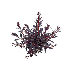 Obraz premium Dark Purple Creeper Plant, Isolated on Black: Lush, Moody Botanical Stock Image