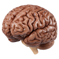 Human brain anatomy isolated on transparent background