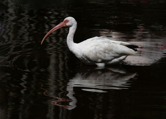 White ibis with long curved orange beak  is reflected in dark water as it  wades searching for food.
