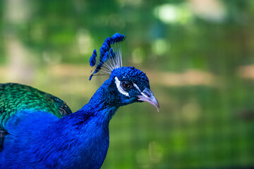 Naklejka premium portrait of a peacock