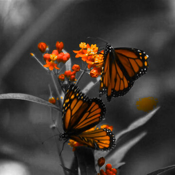 Isolated Color Motion Effect &ndash; Highlight Single Hue in Video Square
