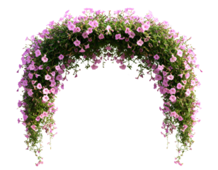 A pink arch of morning glory flowers, hanging against a transparent background.