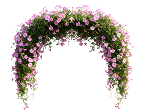 A pink arch of morning glory flowers, hanging against a transparent background.