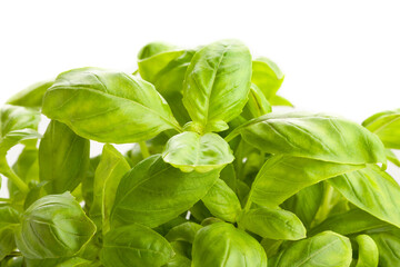 basil leaves macro closeup detail on white